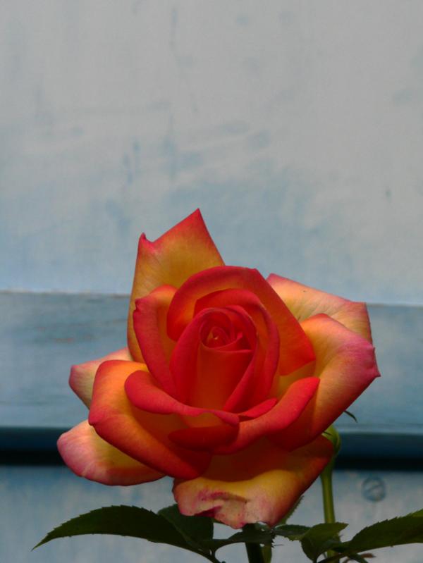 La rose "Jean Piat"