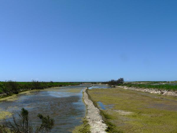 Marais salants- île de Ré