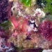 Les algues malouines-2