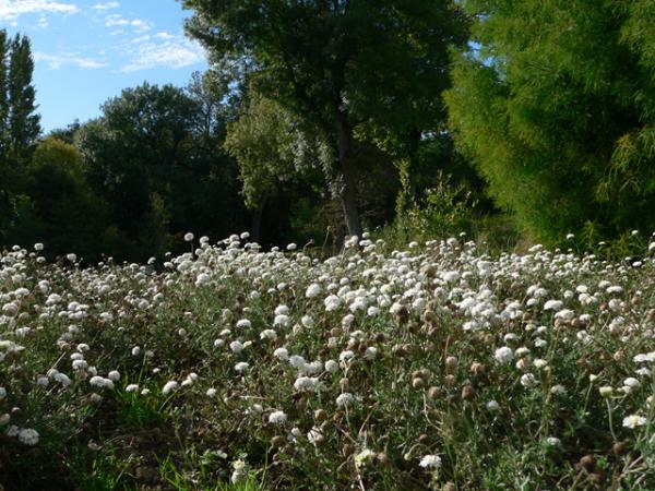 Le Jardin Camifolia à Chemillé (49)