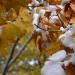 Flocons d'automne au Québec