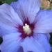 Hibiscus althea, dans mon jardin
