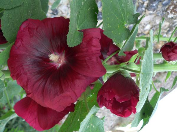 Roses trémières en Baie de Somme