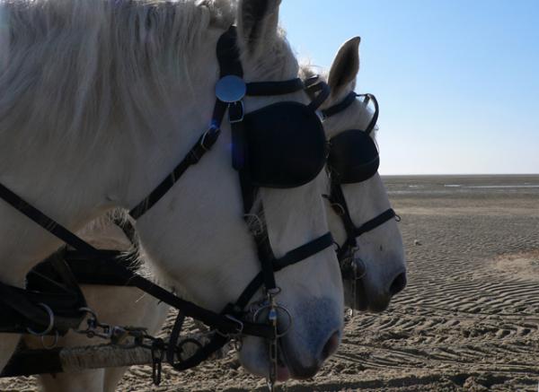 Pour la promenade en Baie de Somme