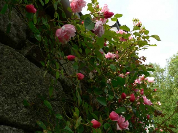 Mur de roses